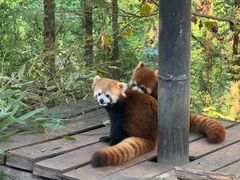 -都江堰中华大熊猫苑