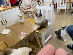 -李小姐の猫咖啡馆(五角场店)