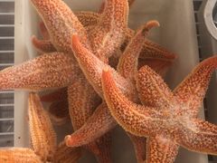 -众想海鲜·烧烤·海肠捞饭·渔家菜(孙家疃店)