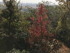 -上海佘山国家森林公园西佘山园