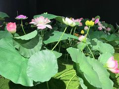 -福田美术馆——新童话主义－周艺文艺术季