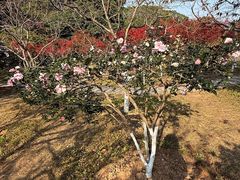 -广州市帽峰山景区
