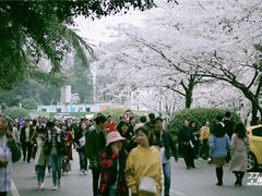 -武汉大学-樱园