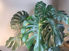 -小意思咖啡店(草桥店)