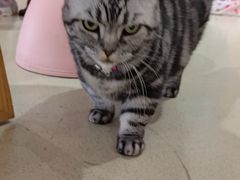 -藏猫猫咖啡主题馆(中央大道店)