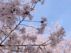 -顾村公园