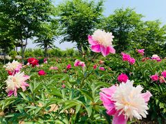 -扬州芍药园(仪征市)