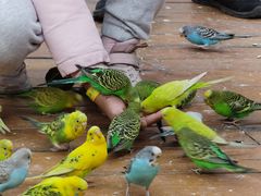 -南宫五洲植物乐园