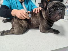 -西安京西宠物医院·瘫痪·疑难杂症