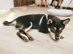 -浣熊柯尔鸭土拨鼠·电玩咖