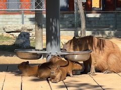 -西霞口神雕山野生动物世界