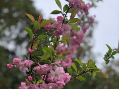 -高东镇樱花园