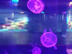 -苏州海洋馆