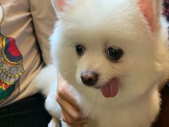 -more than meow吴止猫主题餐厅(承德 中船汇店)