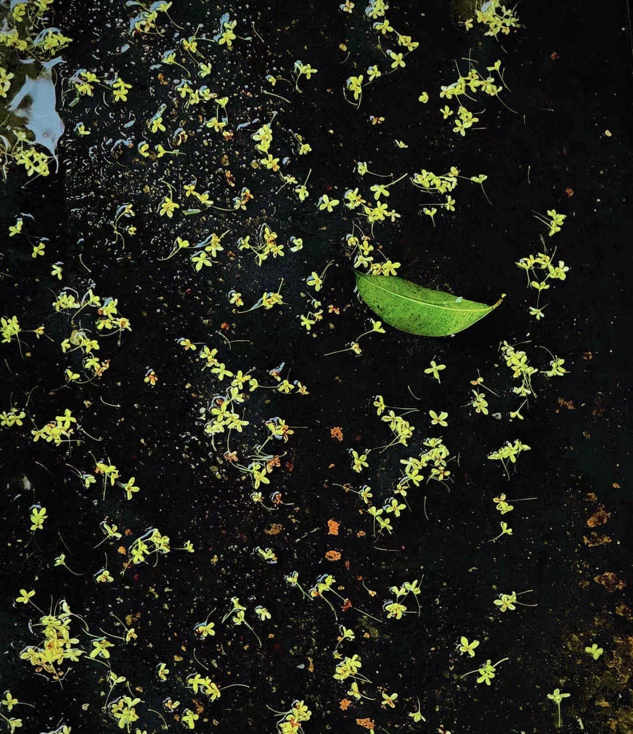 桂花雨,香飘十里