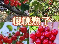 -崂山水果园农家宴(泉水鸡店)
