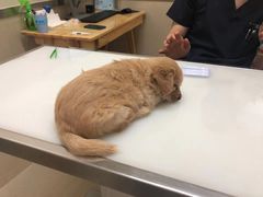 -爱妮康宠物医院·干细胞免疫细胞·肿瘤·心脏(张江店)