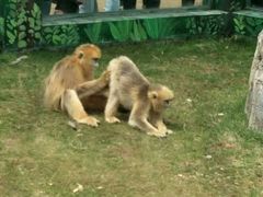 -西安秦岭野生动物园