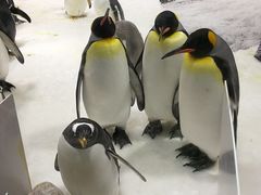 -大连圣亚海洋世界