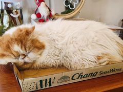 -有猫主题·治愈系猫咖(曾厝垵店)