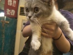 -猫色咖啡·猫咖
