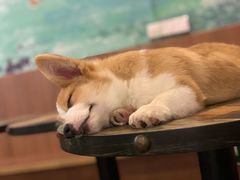 -柯斗斗主题餐厅·狗咖·围炉煮茶·茶饮(国瑞升平里店)