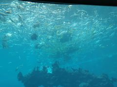 -海棠湾洲际-涛·海底餐厅·美人鱼·自助餐·海底隧道