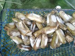 -四海鲜渔家菜(黄金海岸店)