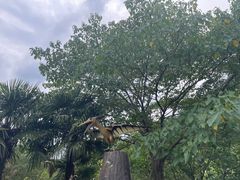 -金钉子远古世界景区