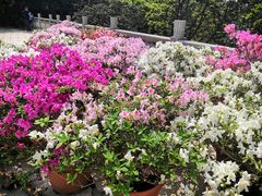 毛棉杜鹃-梧桐山风景名胜区