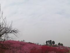 -秀丽东方