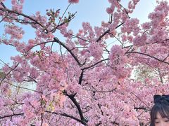 -东湖磨山景区樱花园-停车场