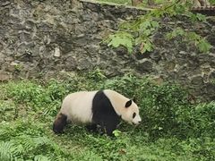 -都江堰中华大熊猫苑