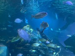 -太平洋海底世界