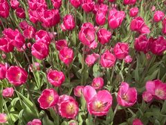 -石家庄市植物园