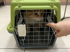 -米苏动物医院·犬猫专科·骨科外科内窥镜