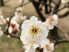 -苏州上方山国家森林公园