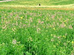 -三圣花乡旅游区