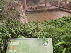 -中国大熊猫保护研究中心雅安碧峰峡基地