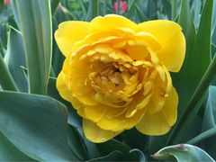 -洛阳郁金香牡丹园