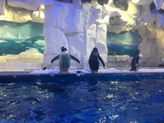 -华夏文旅海洋公园