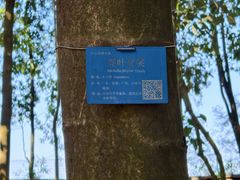 -中山市树木园