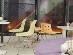 -怪兽屋·羊驼·猫咖·狗咖(俊华广场店)