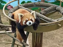 -西霞口神雕山野生动物世界