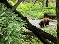 -都江堰中华大熊猫苑