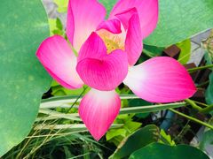 -证大大拇指广场(芳甸路店)