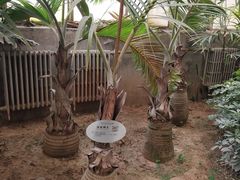 -石家庄市植物园