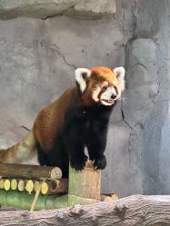 -Zoolung Zoolung动物主题公园(海信广场店)