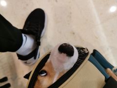 -瑞派名望24h动物医院异宠专科·猫专科·骨科·重症监护分院