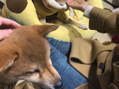 -逗柴咖啡屋·狗咖猫咖宠物桌游